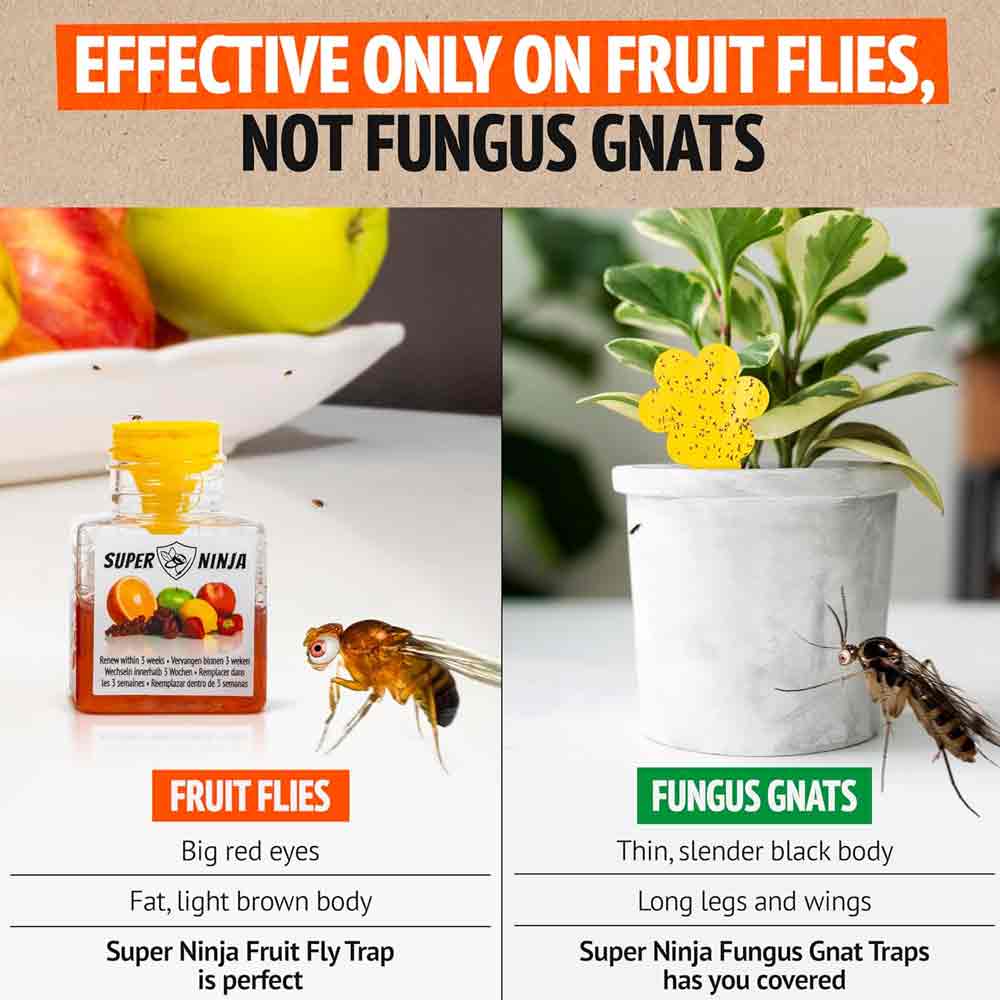 Super Ninja Fruit Fly Trap 12x18ml - Image 7